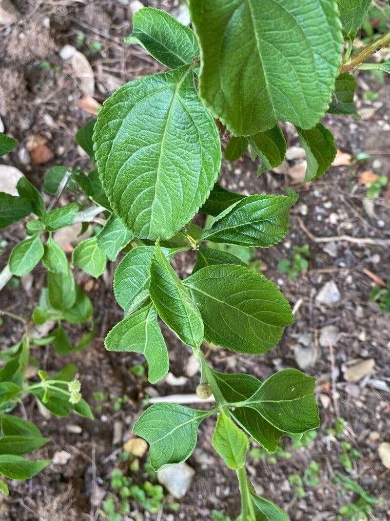Lantana canescens 17