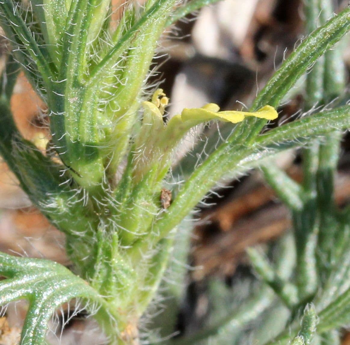 Bugle petit-pin 23