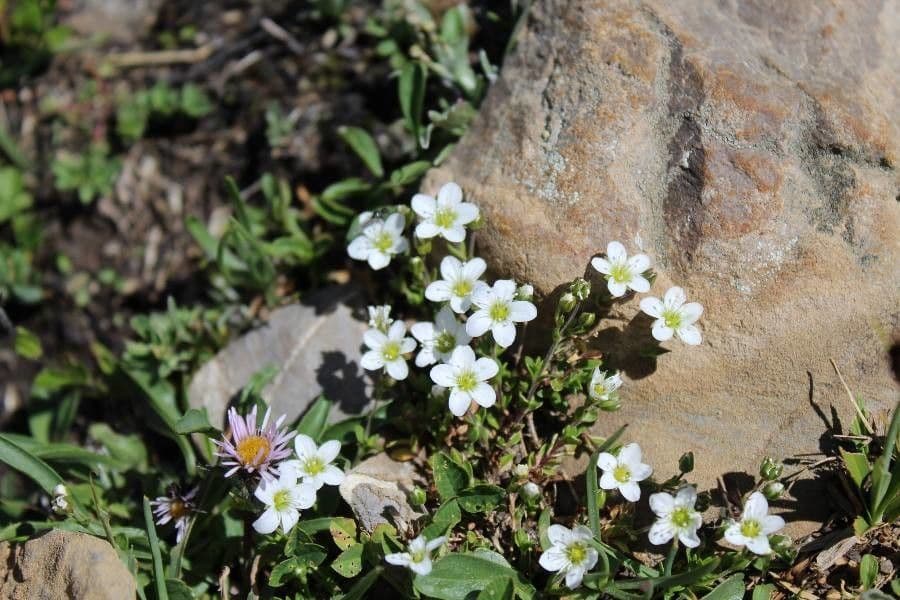 Arenaria gothica 2