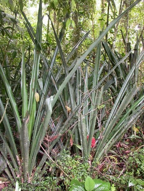 Aechmea 8