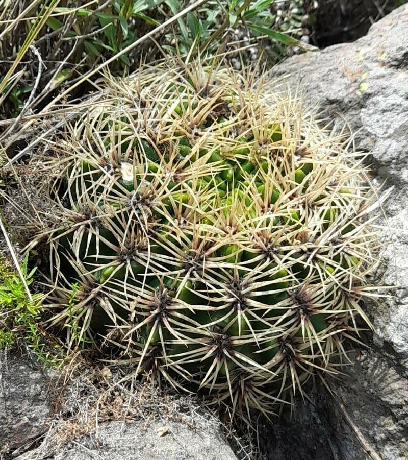 Cactus del mento 6