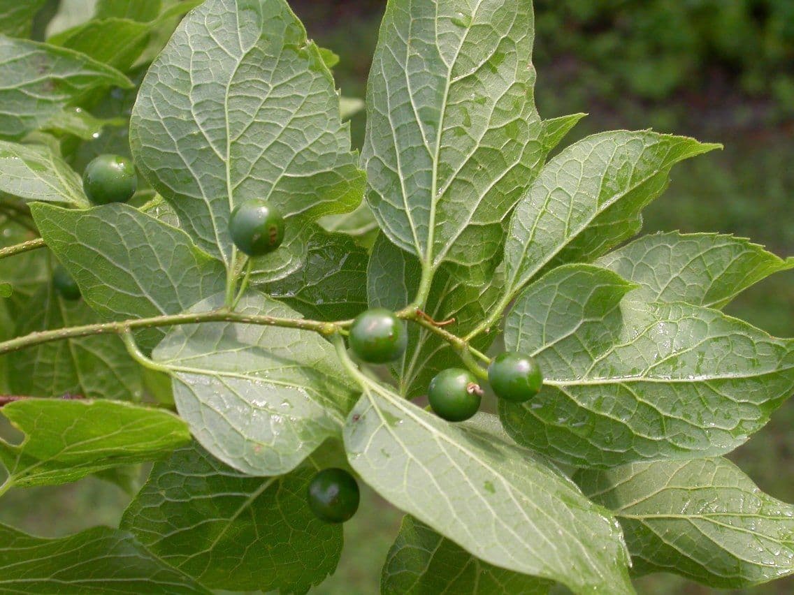 Celtis laevigata