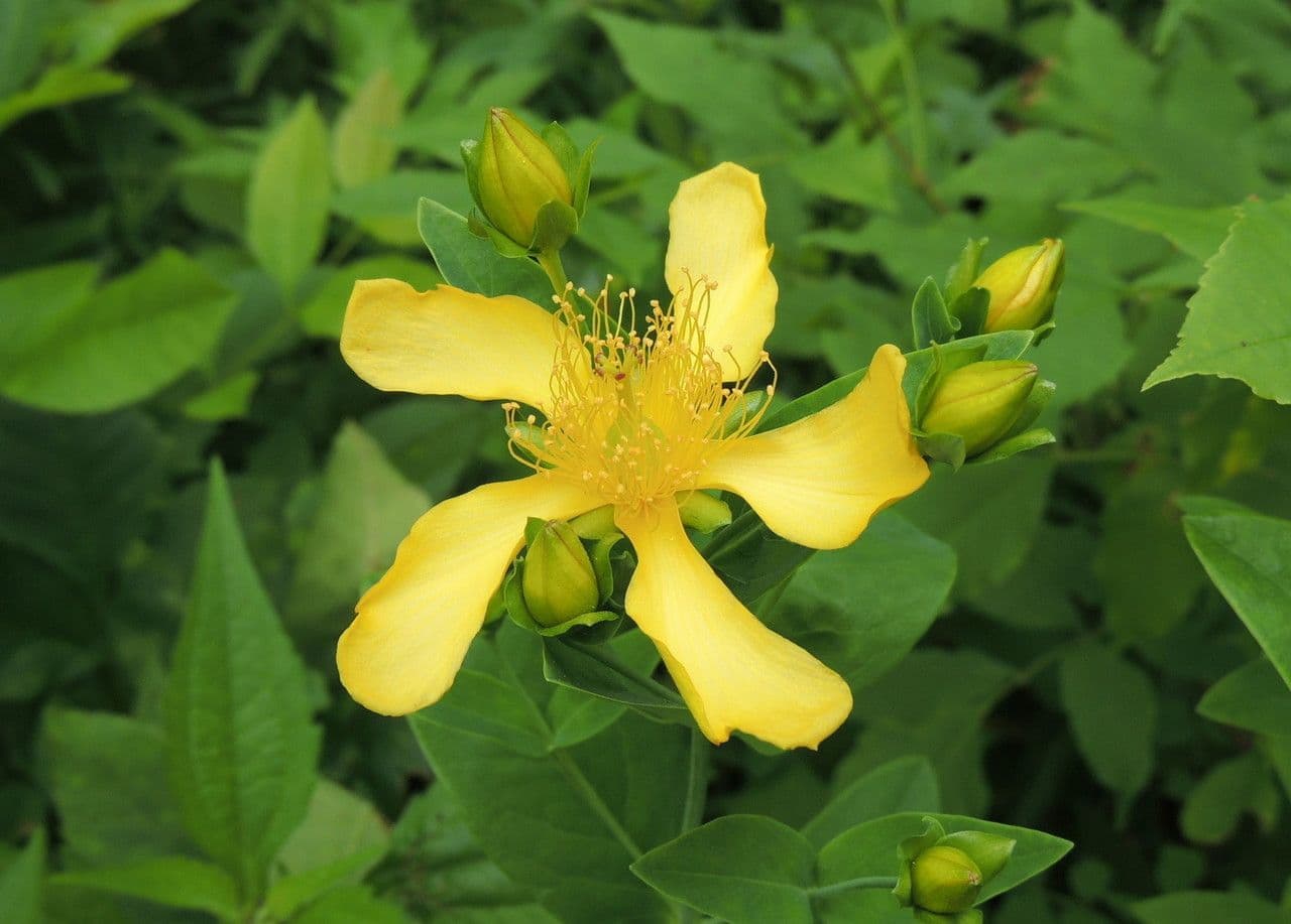 Millepertuis ascyron 3