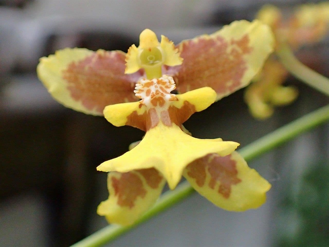 Oncidium 10