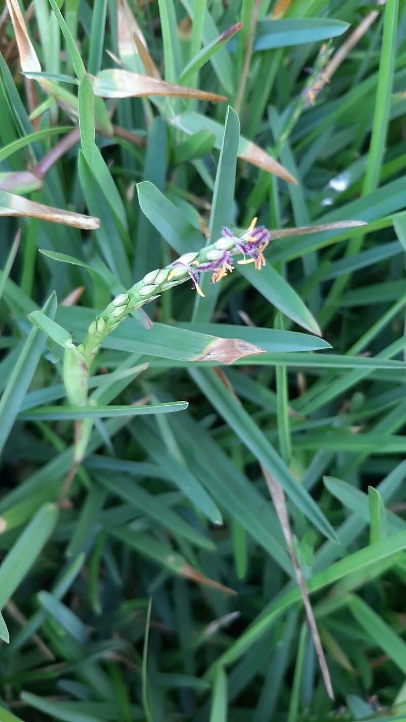 Erba pimento 7