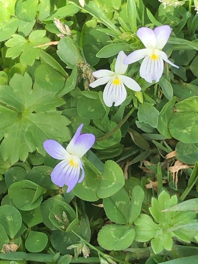 Viola bicolore 3