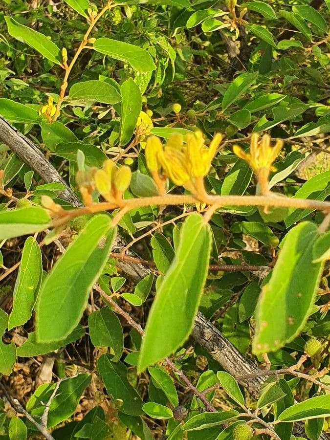 Grewia 9