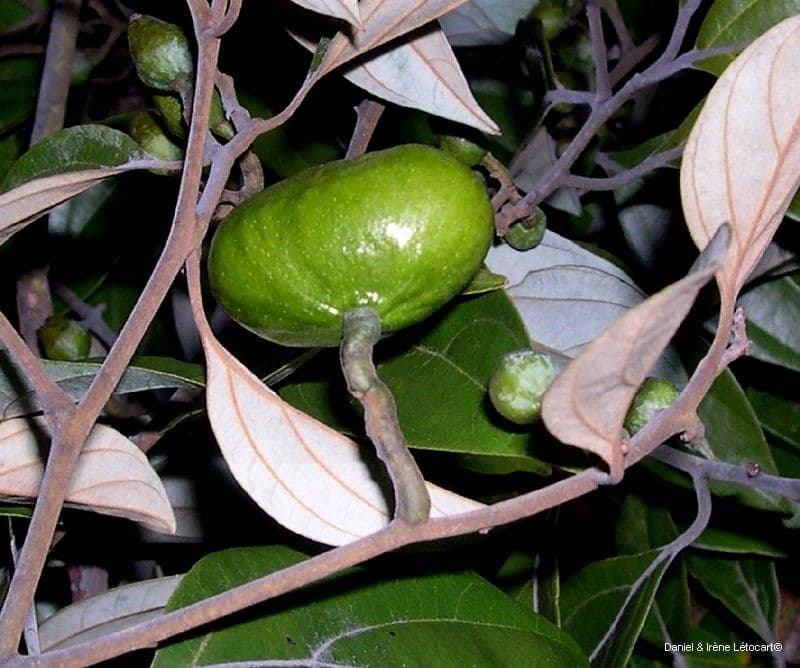 Cryptocarya