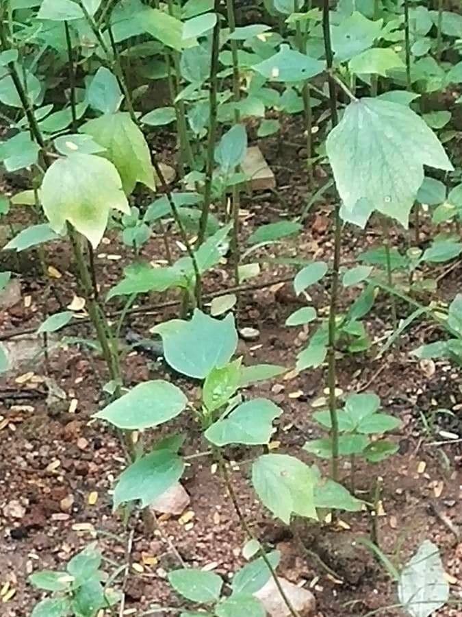 Lindera obtusiloba 4