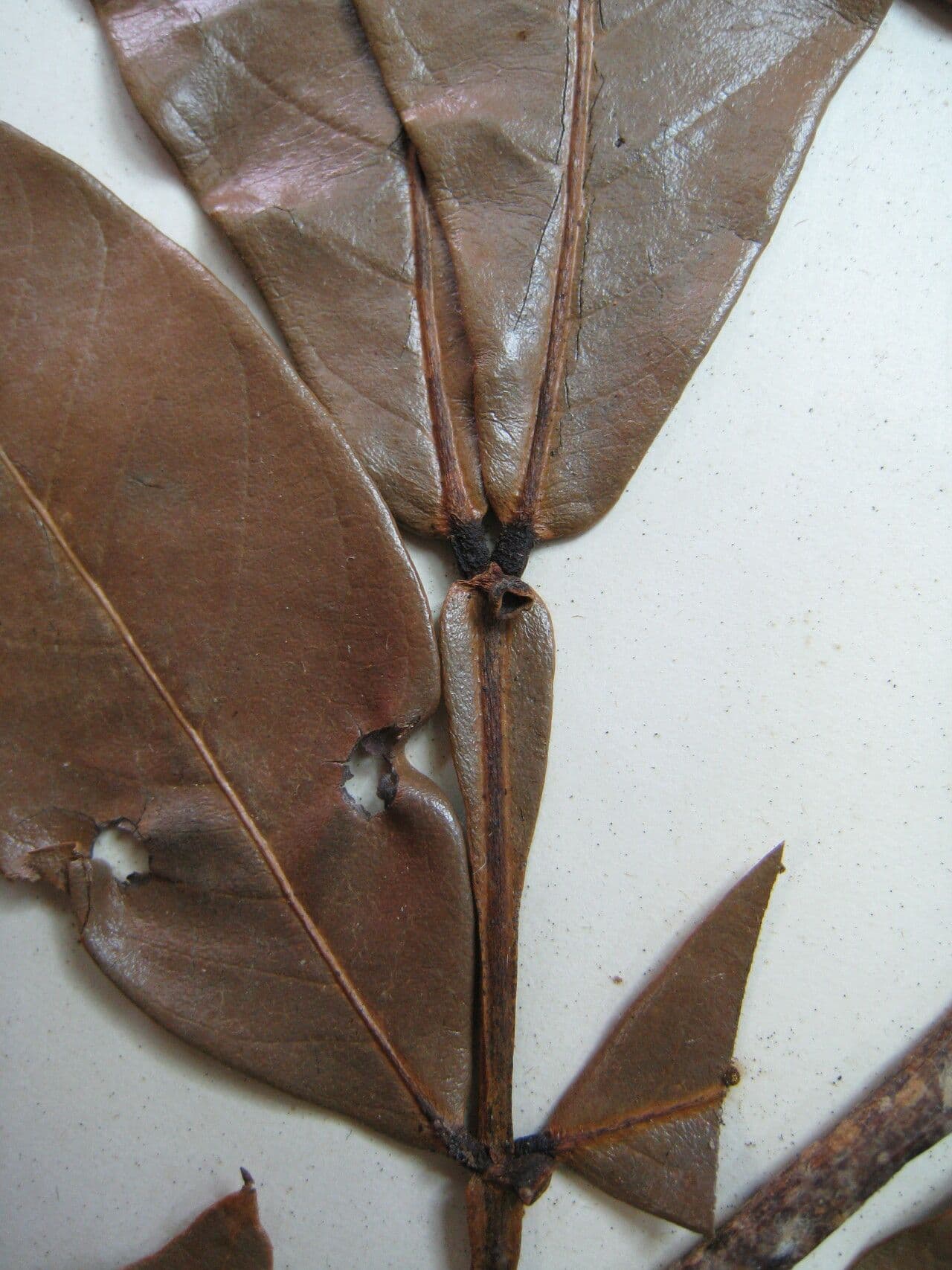 Inga pelosa 4