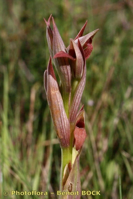 Serapiade vomeracea 3
