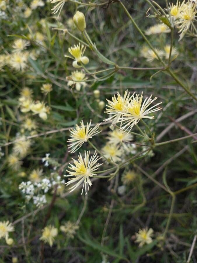 Clematis campestris
