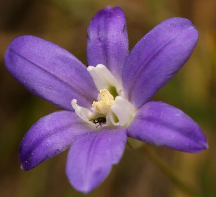 Brodiaea 3