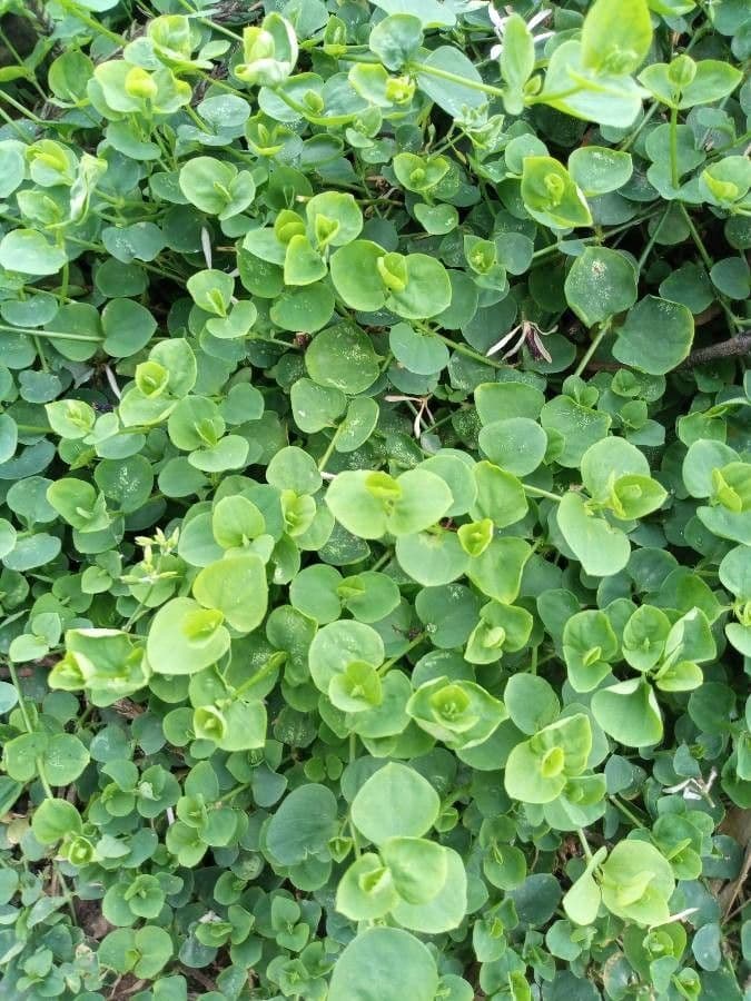 Drymaria cordata 13