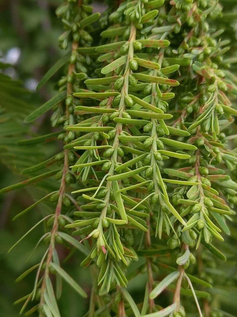 Sequoia della aurora 9