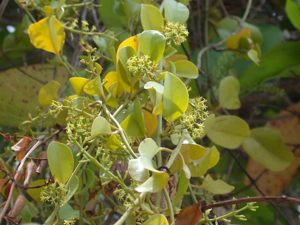 Phoradendron