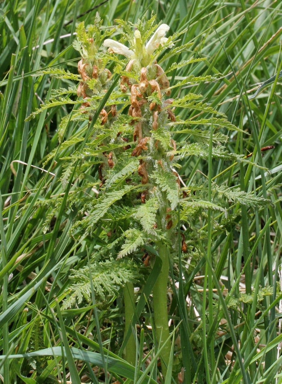 Pedicularis frondosa 27