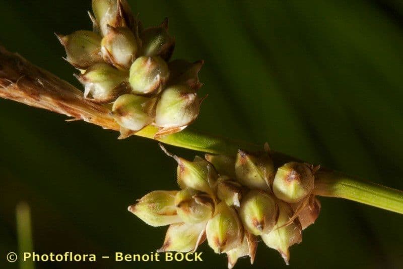 Sedge 4