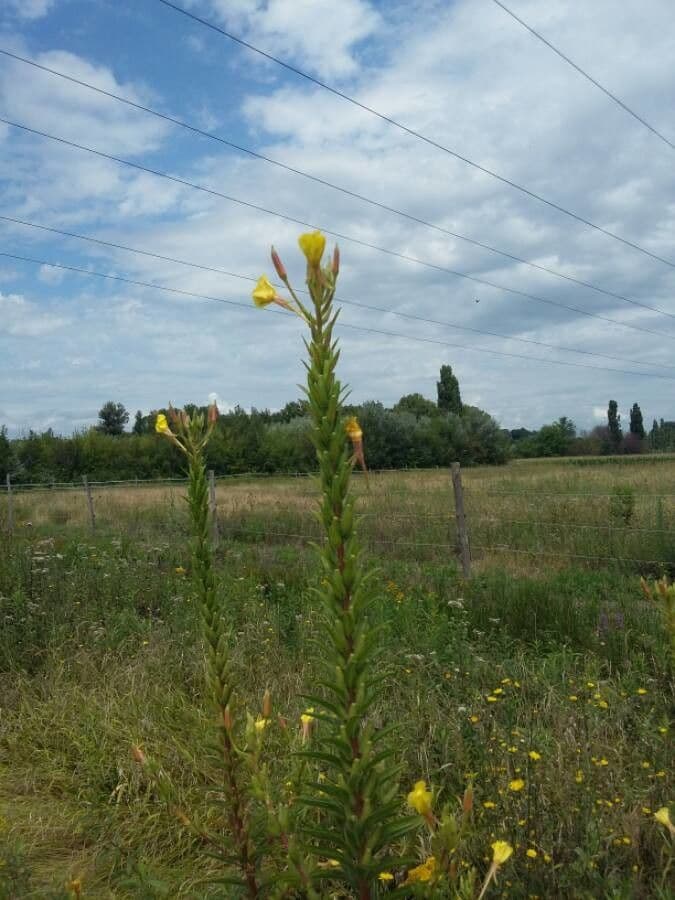 Enagra comune 21