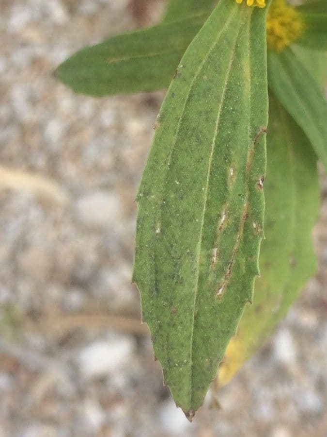 Flaveria bidentata 6