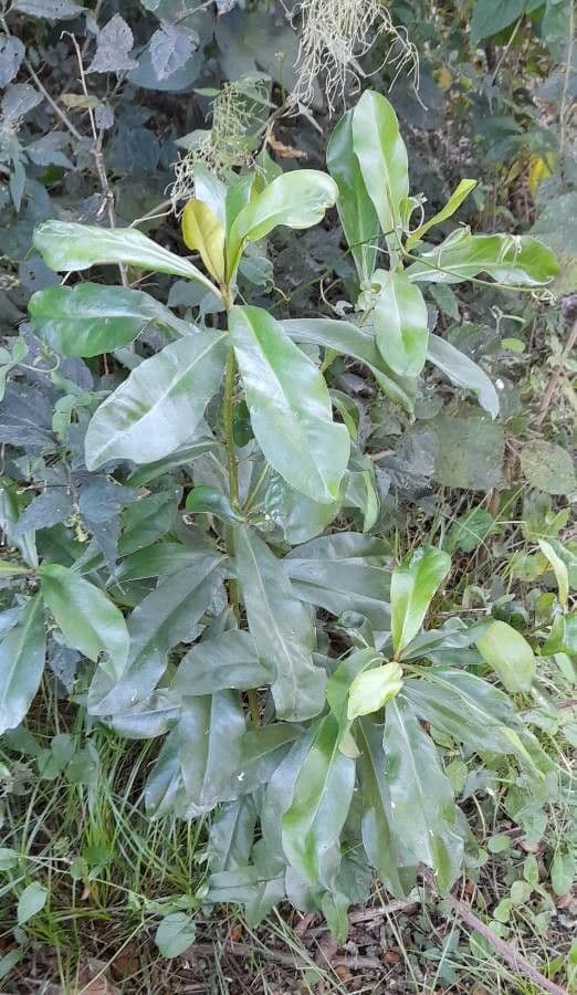 Myrsine 7