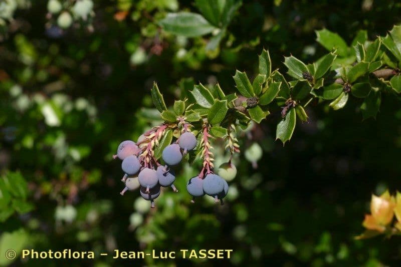Berberis de Darwin 26