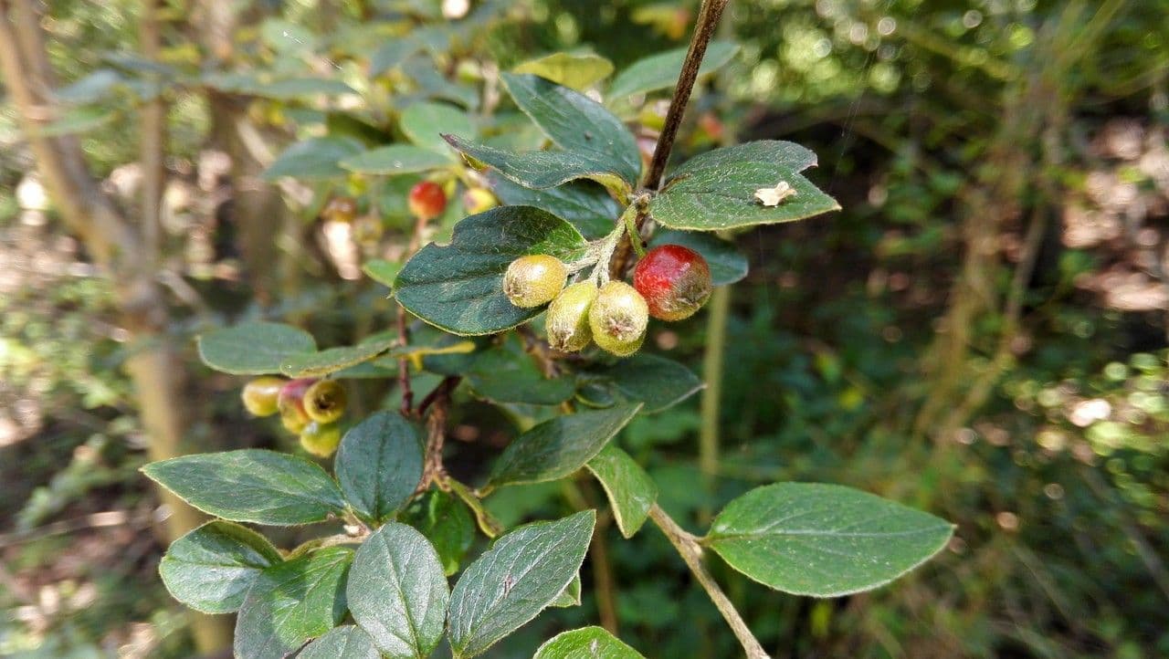 Cotoneaster de Diels 3