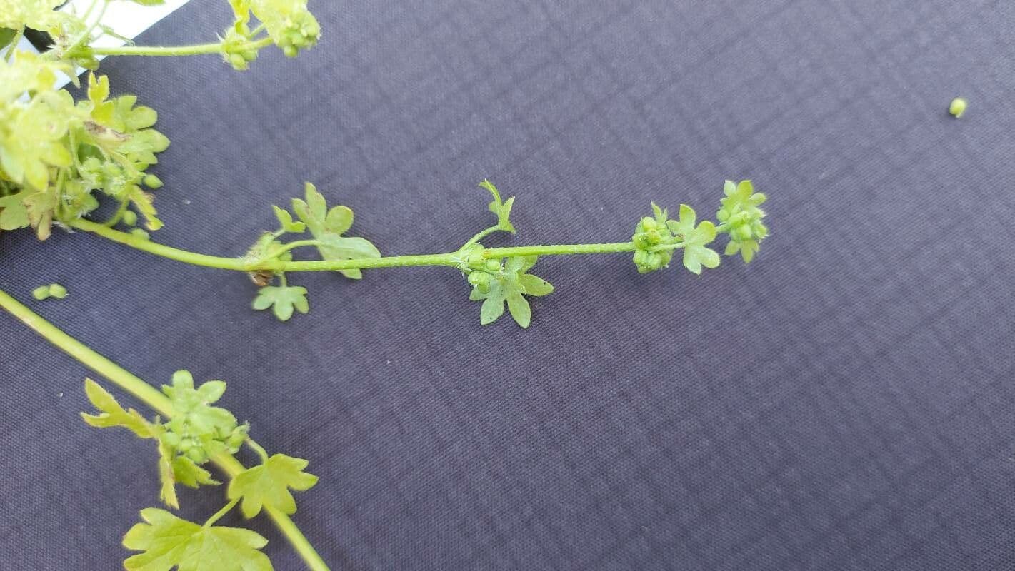 Graue Bowlesia