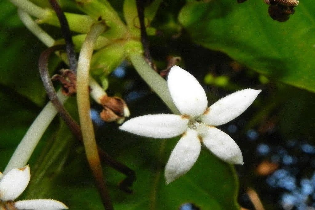 Psychotria 2