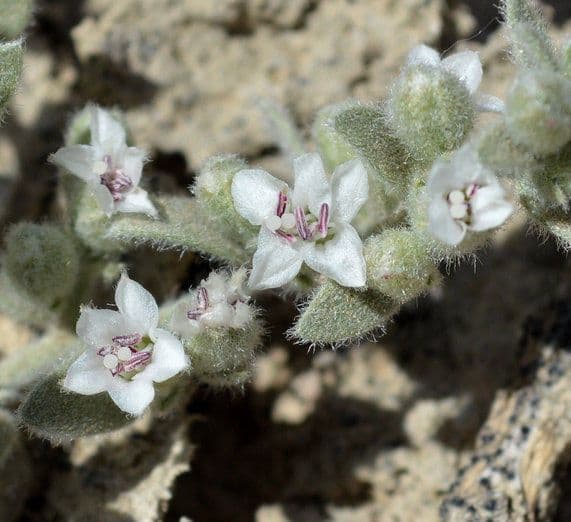 Cressa truxillensis 4