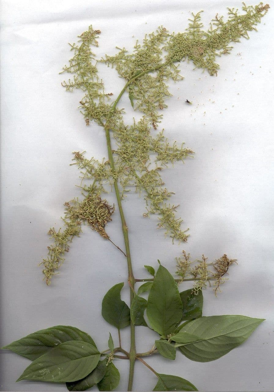 Chamissoa Altissima 17