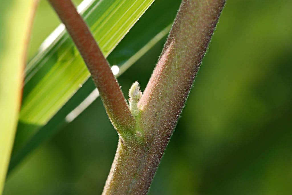 Ibisco delle paludi 22