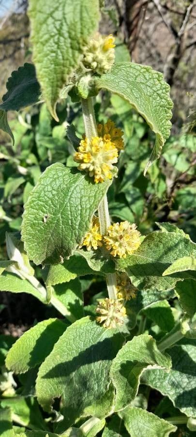 Buddleja stachyoides 2