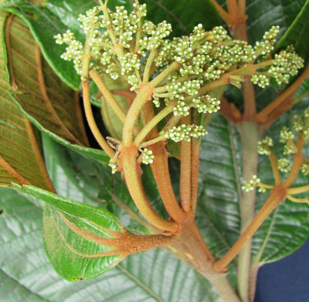 Miconia