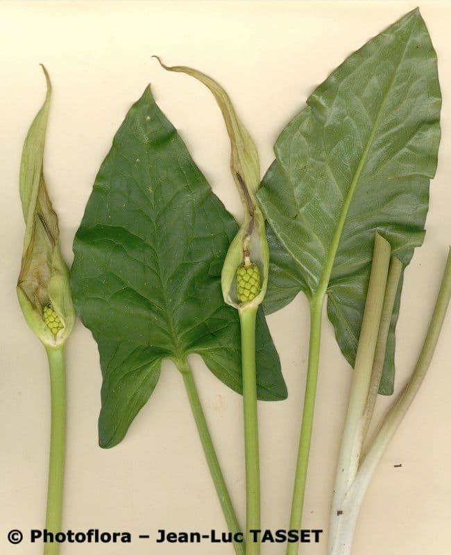 Cylindrical Calla 11