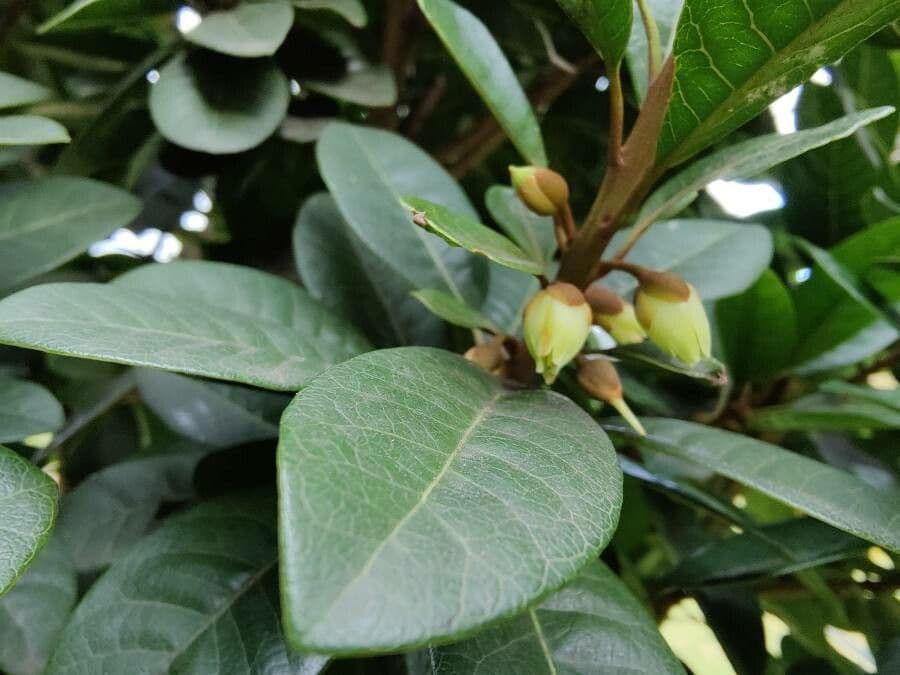 Pouteria 5