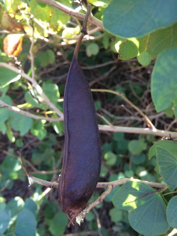Bauhinia galpinii 4