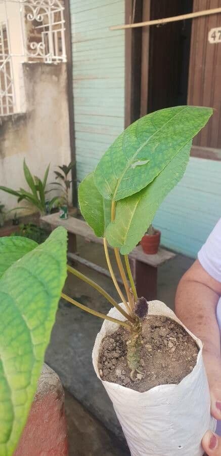 Dorstenia alta 7