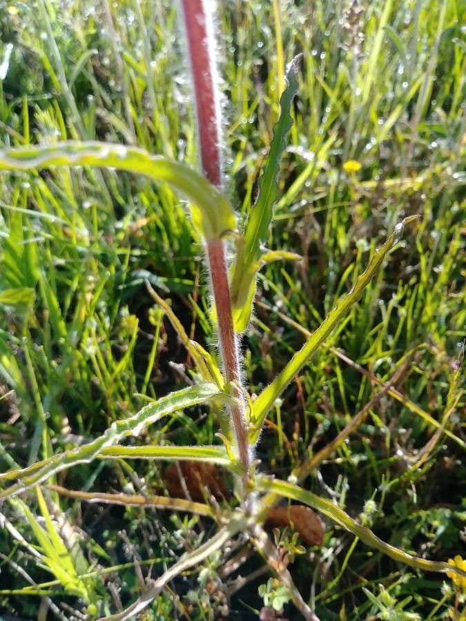 Castilleja 14