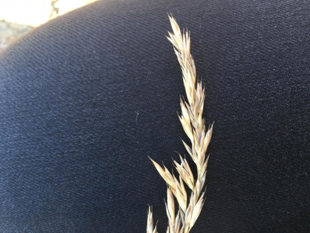 Festuca armoricana 8