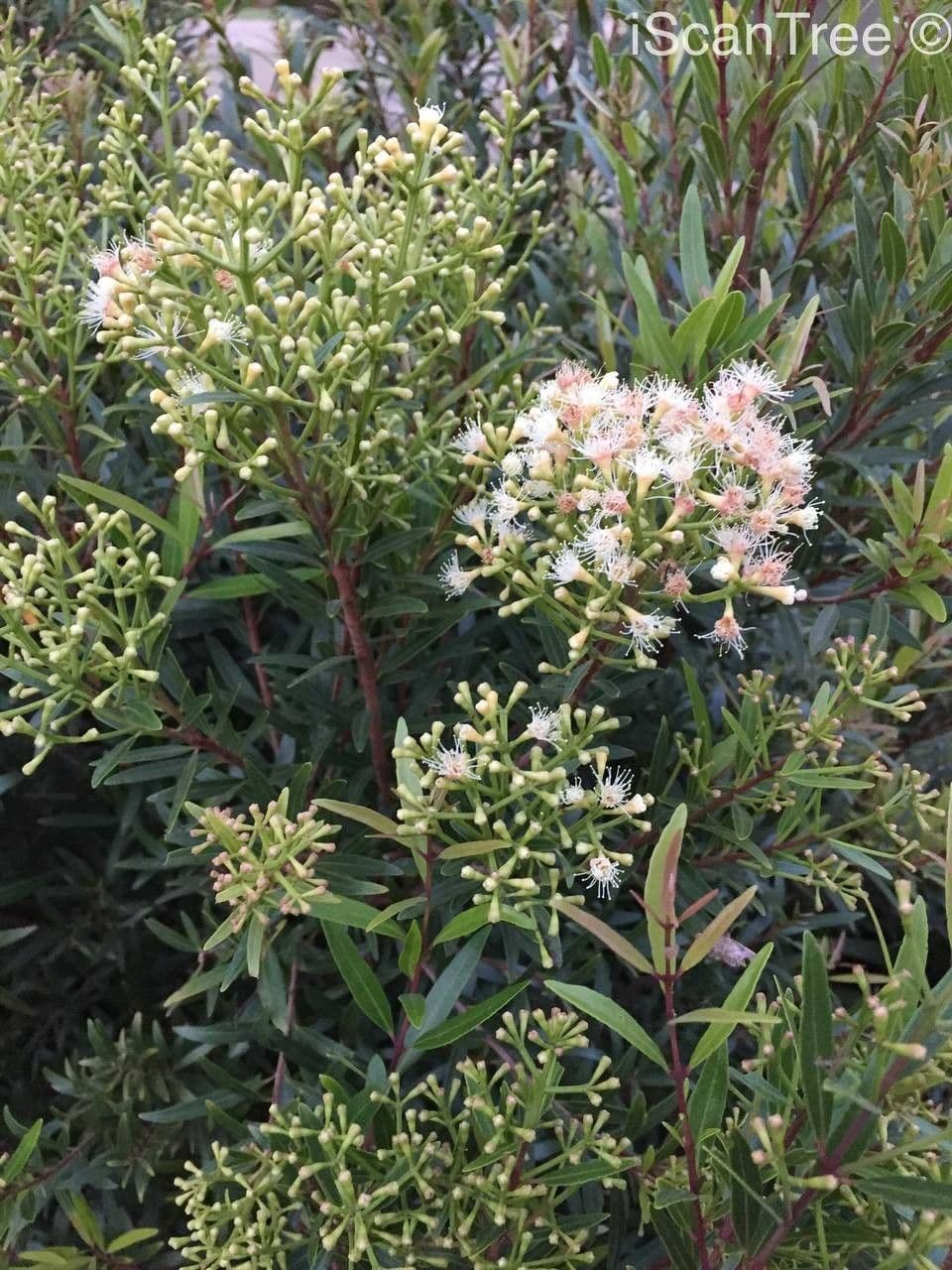 Sizigio 12