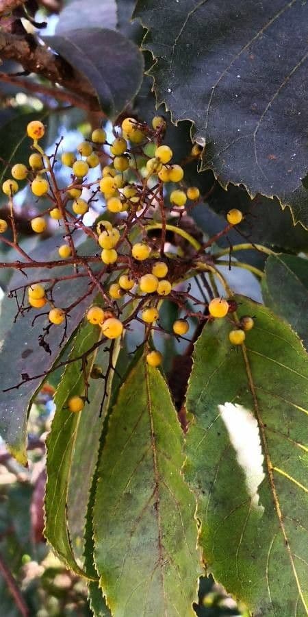 Ehretia acuminata