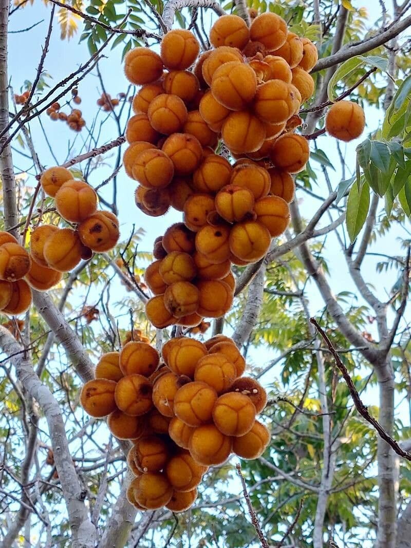 Pistacchio messicano 3