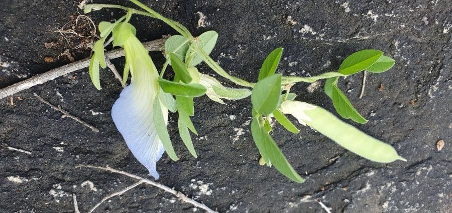 Clitoria ternatea 26