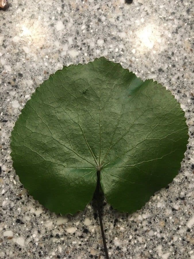 Galax urceolata 11