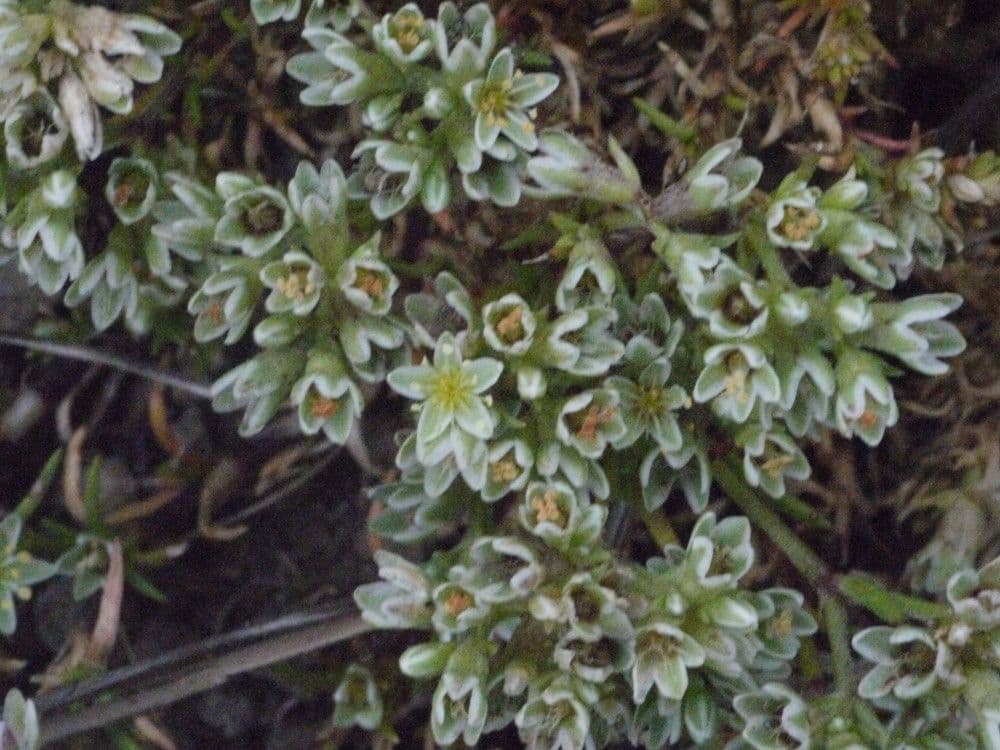 Centonchio perenne 23