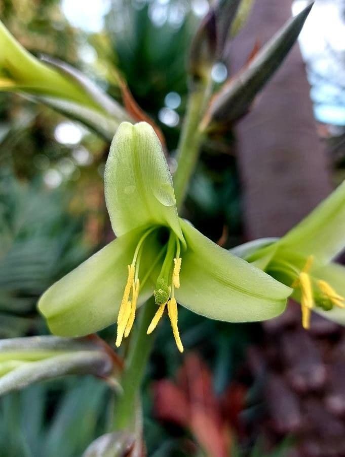 Puya 4