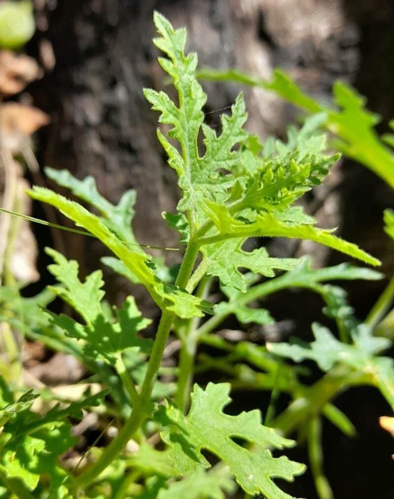 Blumenbachia 11