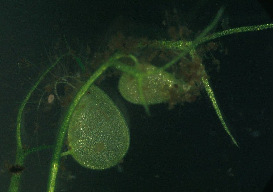 Erba-vescica minore