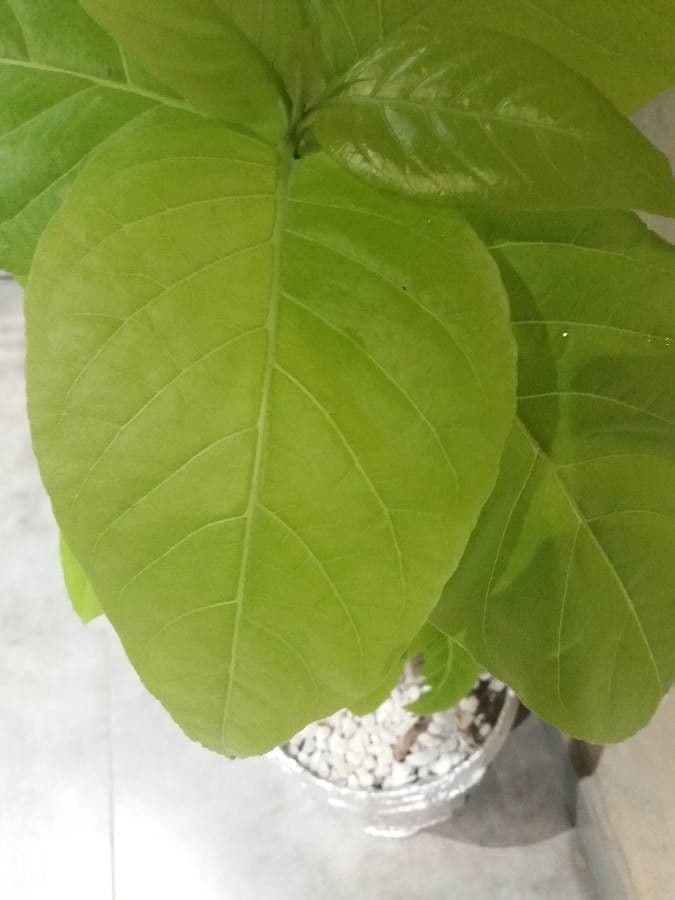 Cabbagetree 22
